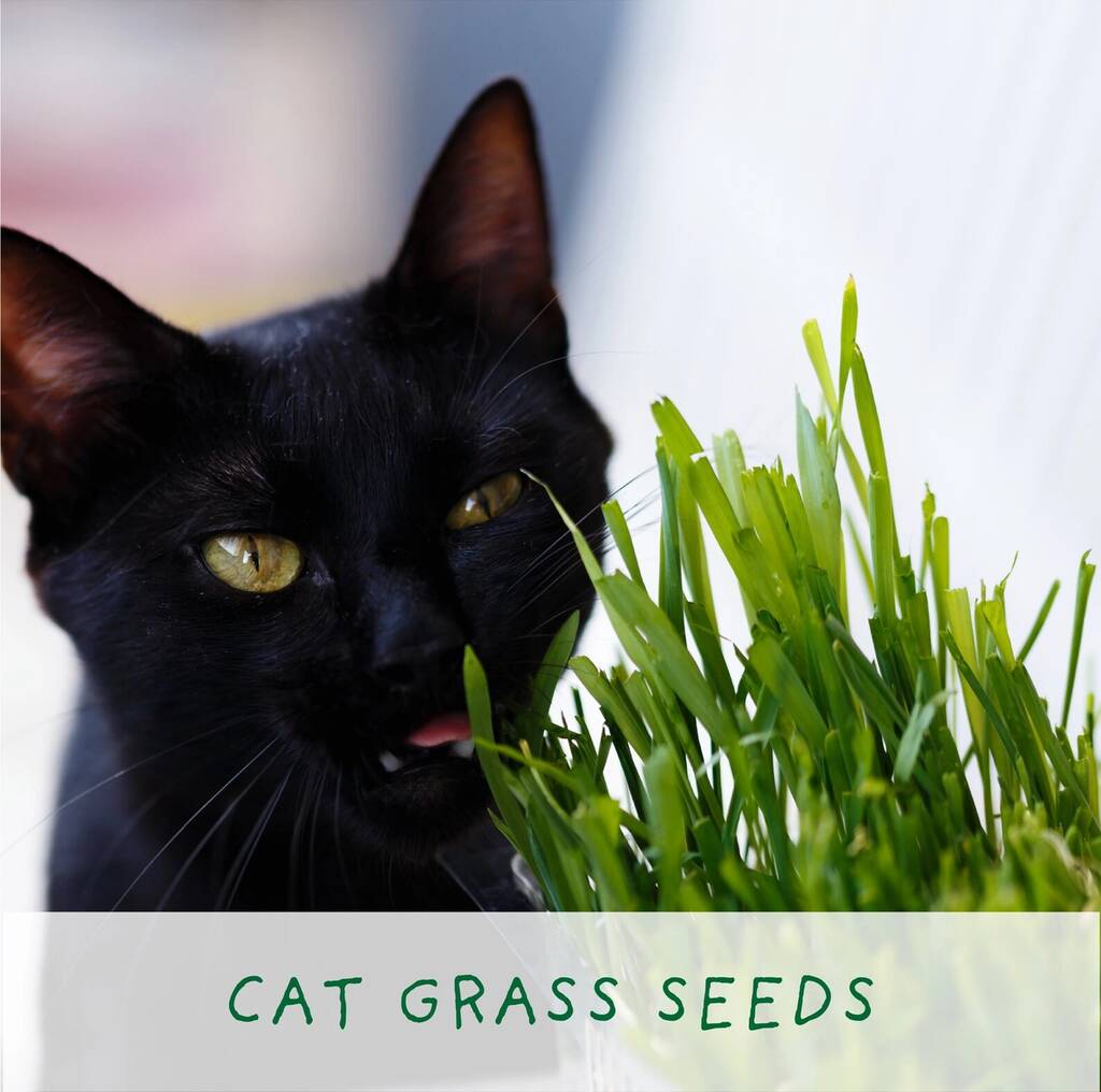 Cat Lovers Eco Grow Your Own Plant Kit - lifestyle shot