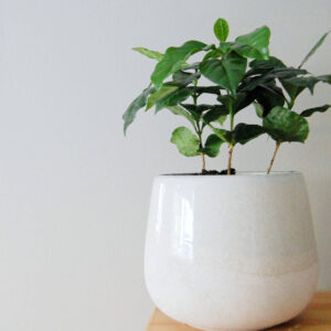 A small, healthy coffee plant (likely an Arabica variety) with glossy green leaves, growing in a white, rounded ceramic pot, sitting on a wooden surface against a plain white wall. The image emphasizes the fresh, living product and the modern simplicity of the kit. Ideal gift for coffee lovers, gardeners, or a unique housewarming present.