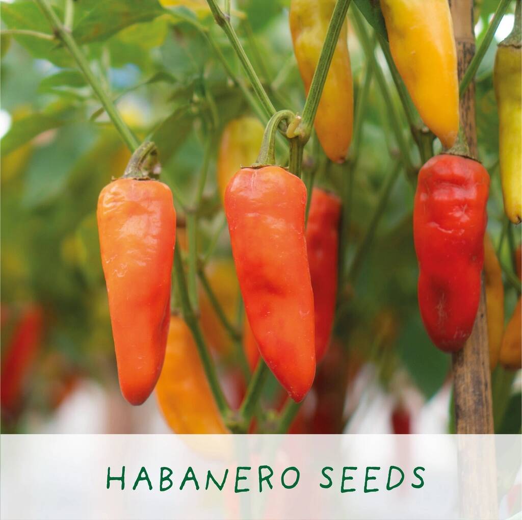 'Number One Dad' Eco Grow Your Own Chilli Plants Kit - alternative angle