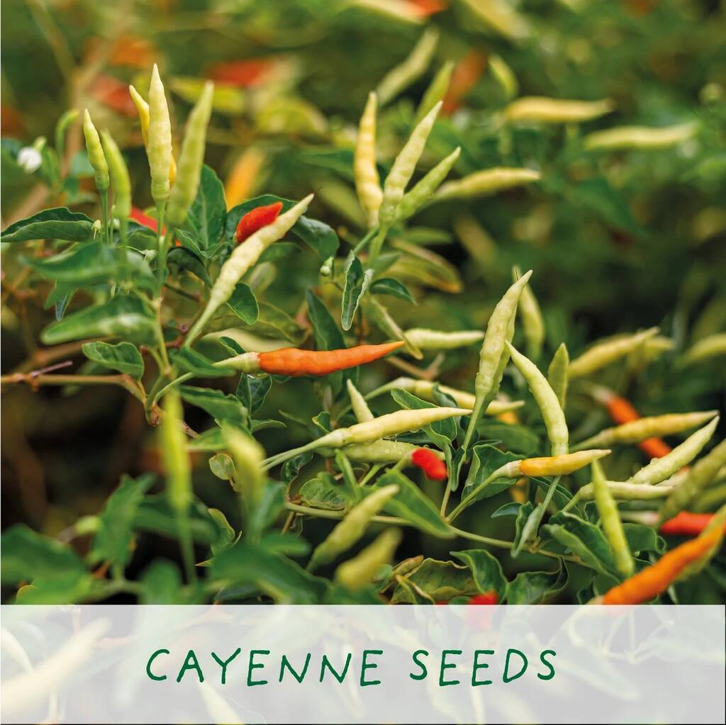 'Number One Dad' Eco Grow Your Own Chilli Plants Kit - close-up detail