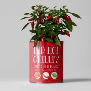 A vibrant red tin planter with "Red Hot Chilli's" branding, featuring a lush, green chilli plant growing out of the top with multiple small, bright red peppers attached.