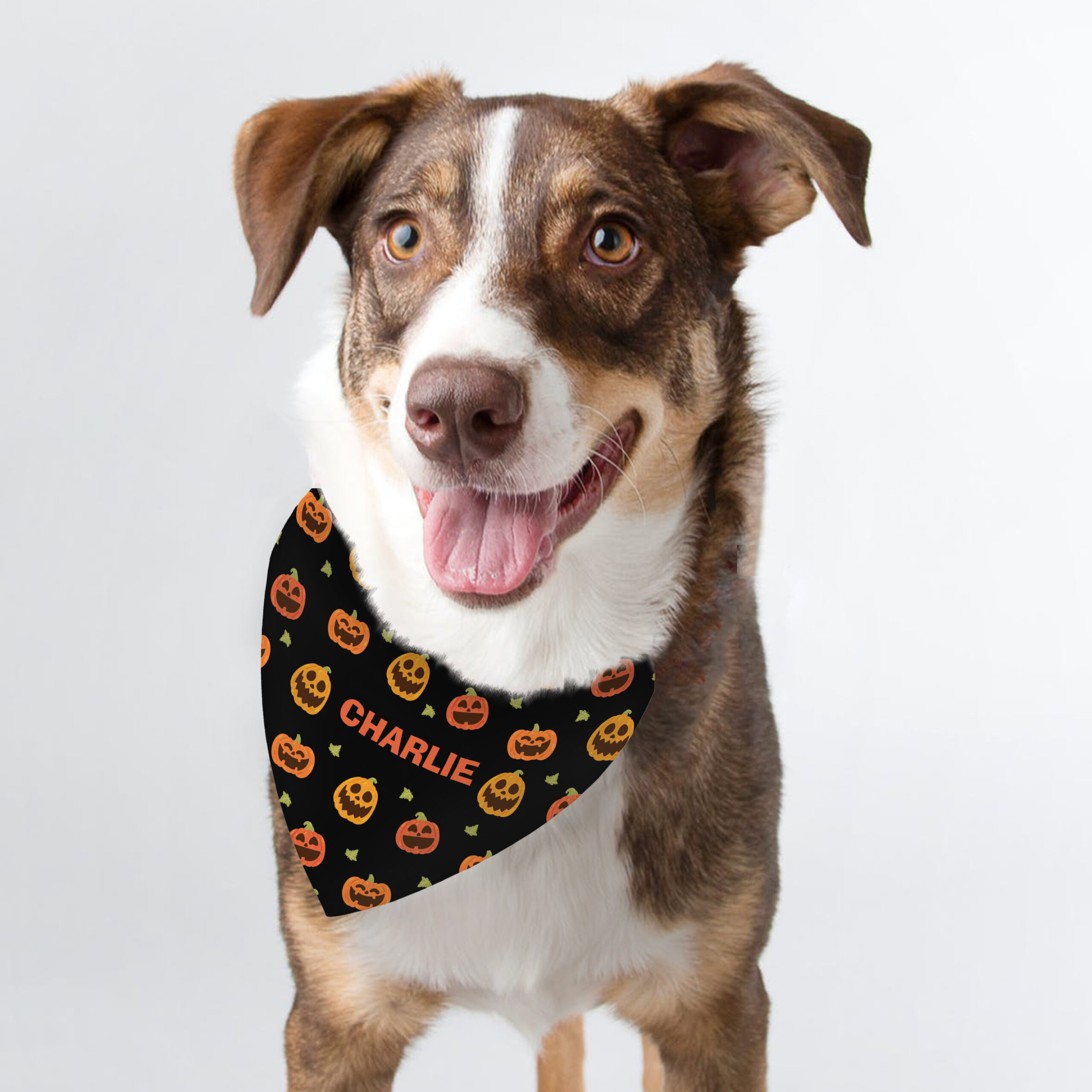 Happy brown and white dog wearing a black, personalised pumpkin print bandana with the name 'Charlie' printed on it.