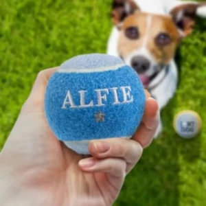 A hand holds up a bright blue tennis ball with the name "ALFIE" and a small silver star professionally embroidered into the felt. In the blurred background, a happy Jack Russell Terrier sits on green grass next to a second white and yellow ball that reads "I ❤︎ My Dog."