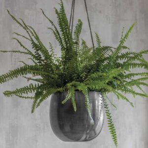 Antique pewter hanging plant pot made of dark curved steel with a green fern against a grey concrete wall.