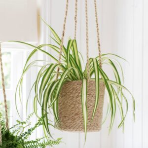 A tall, hand-woven jute hanging plant pot suspended by natural jute ropes, holding a vibrant green spider plant. The planter hangs in front of a white wood-paneled wall, showcasing a natural indoor botanical aesthetic.
