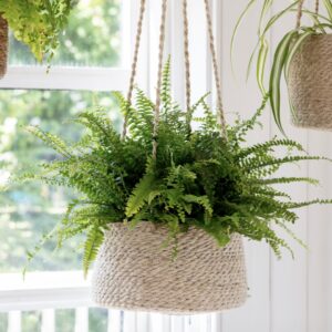 Tapered jute hanging plant pot with green fern plant suspended in front of a bright window.